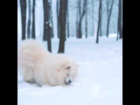 Cute puppy playing with ball in snow | Dog | Dog Love #pet #puppyplayinginsnow #shorts
