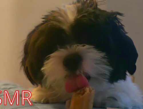 NEW Cute Puppy ASMR Eating Mukbang Oreo the ASMR Puppy White Noise Background Video
