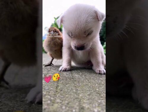 puppy | cute puppy video