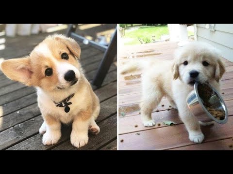 Funny puppies and super cute puppy Videos Compilation part #29