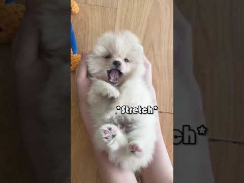 Cute Puppy Tries To Sleep But Owner Won’t Let Him (TikTok trend) #shorts