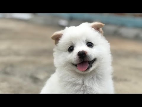 one month cute puppy training!