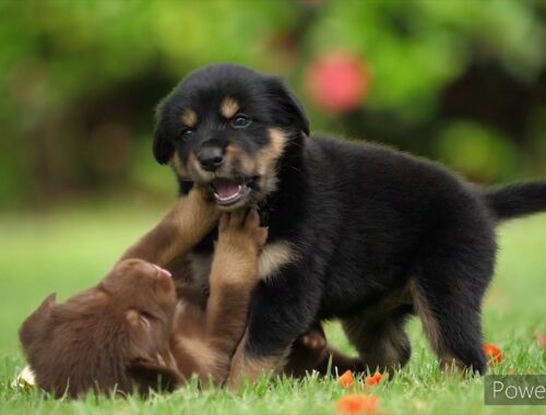 Cute puppy playing......