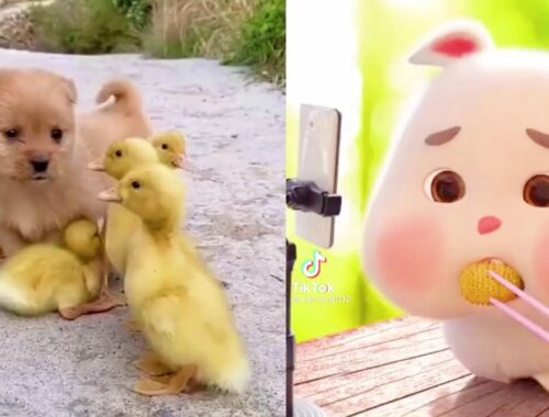 Super cute fat rabbit crying VS cute puppy Funny video New video