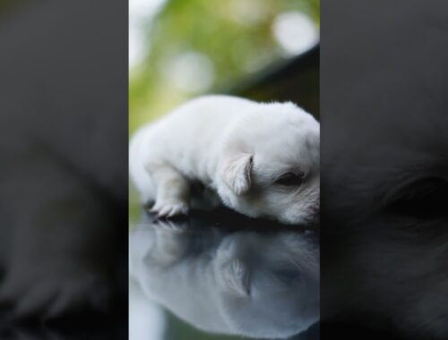 Labrador cute puppy Hd whatsapp status. #lab#labradorpuppy#cute