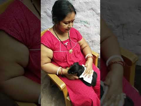 My Mom || Cleaning Rottweiler Puppy | Every Morning Be like | Cute Puppy Video | Rottweiler | #Short