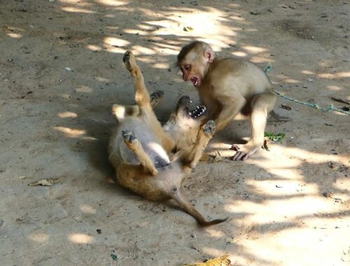 Cute puppy playing with monkey ,they are best friend peacefully