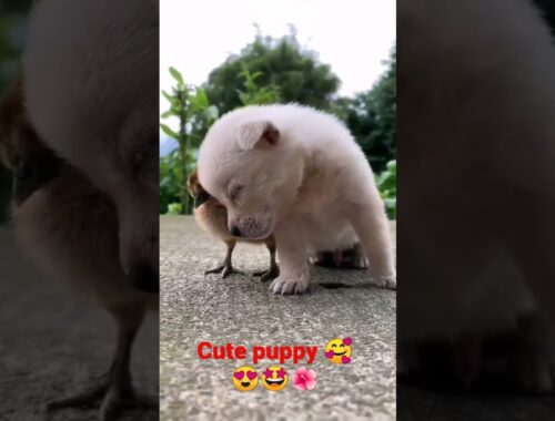 Cute puppy//Status video//Short//Dhritishma Bhuyan's World
