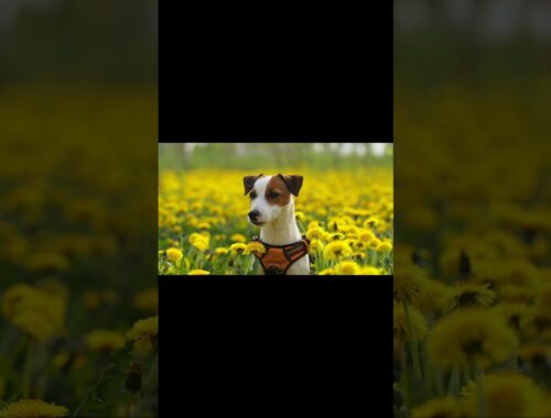 cute and funny animals video compilation. #Shorts #dog #funnyanimalvideo #puppy #funnydog #cutepuppy