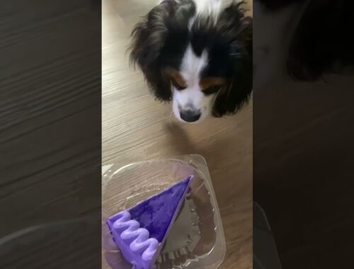 Cute Puppy and Ube Cake #Shorts