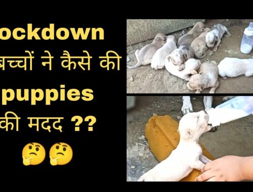 Puppy new born puppies of street dog rescue funny cute puppy puppies street dogs rescue videos