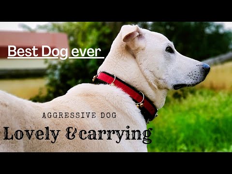 Horrent Doggy chiku | Aggressive but cute puppy | #shorts