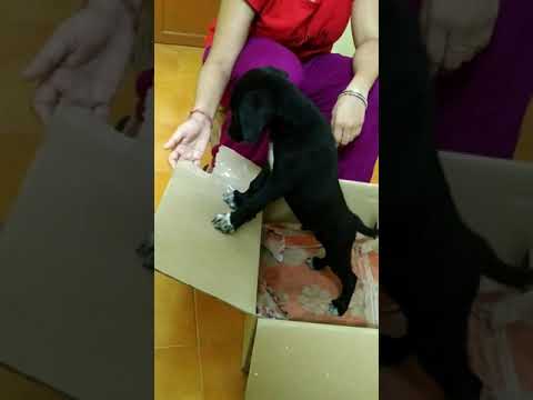 Cute Puppy Workout | Nodu, cherry#Shorts