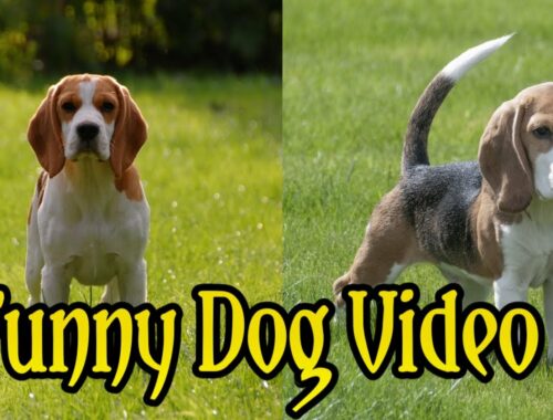 Cute and Funny Beagle Dog Video #1|Cute Puppy Doing Funny Things|It's Time To Laugh With Dog's Life