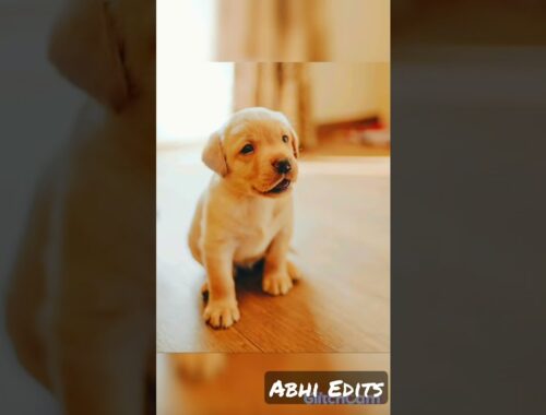 Cute puppy photography.    #shorts #videos #photography. #puppy