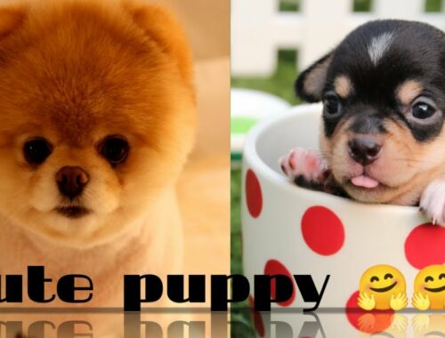 Mini Pomeranian | Funny and Cute Pomeranian Videos | Cute Puppy Vedio | Funny Puppy Videos 2021