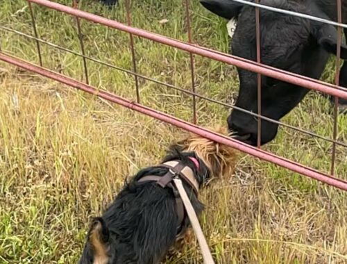 My puppy getting close and personal w a Cow!  #shorts #cutepuppy #preciousdogs