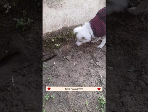 cute puppy hides bone | funny | cute puppy | pawsome