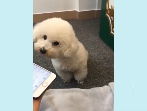 cute puppy video # shorts