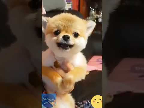 Funny Cute Puppy so cute very angry #shorts