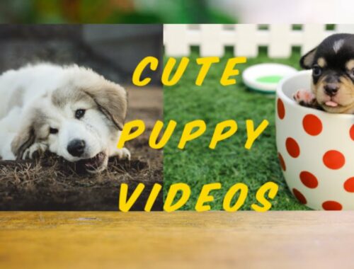 Cute puppies doing funny thing's!! Cute puppy videos!! Cute puppy dog!! Cute puppies cute things!!
