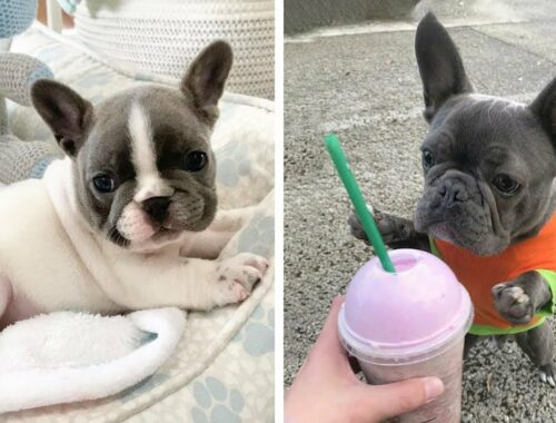 French Bulldog SOO Cute! Funny and Cute French Bulldog Puppies Compilation cute moment #62