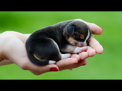 CUTE PUPPY...!!! Cute puppies sleeping. Funny Puppy Videos Compilation.