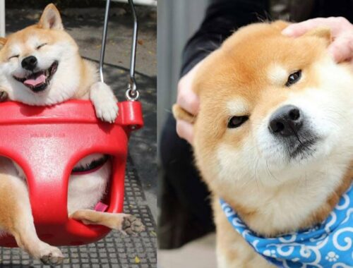 Funniest & Cutest Shiba inu Puppies - Funny Shiba inu Puppy Videos 2021