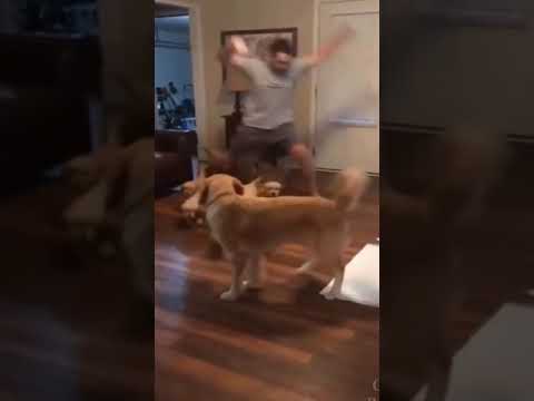 When there is a too much puppies !!!!!!!!#shorts #cute puppy #funny dog