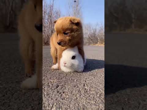 Cute puppy and rabbit friendship
