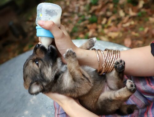 Cute Puppy Drinking Milk with Milk Bottle