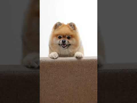 Cute Puppy Dog  watching Joyful Doing Funny Things -Funny best cute dog videos   #shorts