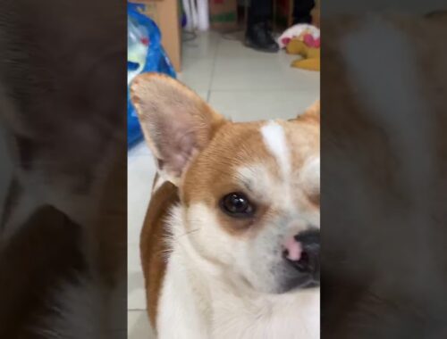 Cute little dog understands Chinese and shakes hand with me | cute puppy in a Chinese shop | #shorts