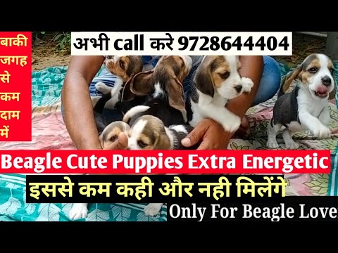 Only For Beagle Lover very active and Cute Puppy Ready For New Home price mention in video