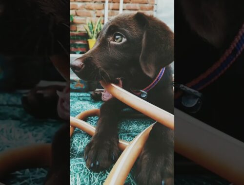 Dobby Dog | 3 month Labrador Puppy | Chocolate colour labrador | Cute Puppy | Funny Video | #Shorts