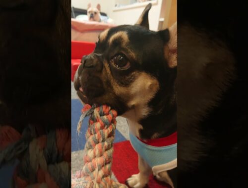funny dog french bulldog cute puppy who keeps toys even if he says he's going to sleep #Shorts