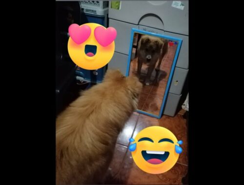 CUTE PUPPY SEES HIMSELF IN THE MIRROR FOR THE FIRST TIME