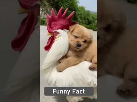 Adorable Puppy Loves chicken | Puppy And Rooster | cute puppy #shorts