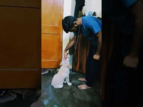 Golden retriever Training || Cute Puppy || Golden retriever puppy || Contact for Buying #shorts