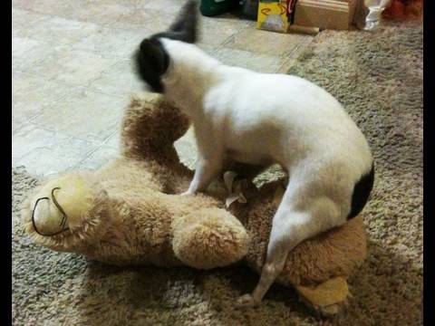 Cute Puppy HUMPING TEDDY BEARS FACE!! 12-04-09 - Toby Talk