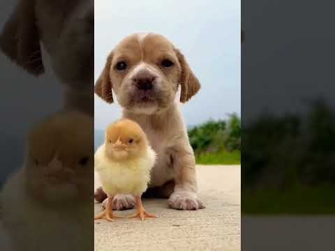Cute puppy short videos