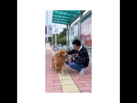 very cute puppy and cute dog both are riding  | different pet animals | #shorts #differentpetanimals