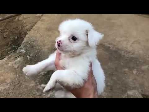 cute puppy short story