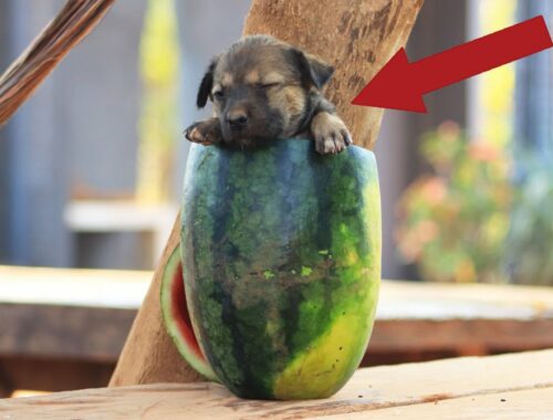 Puppy Story - Rescue Puppy In Watermelon || Cute Puppy vs Watermelon