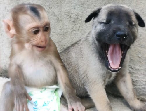 Cute Puppy Monkey || Baby monkey meets puppy for the first time