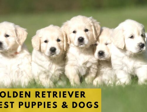 Golden Retriever Puppies - Cutest Puppies! Dogs and Cute Puppy Videos Compilation, Cute Puppies