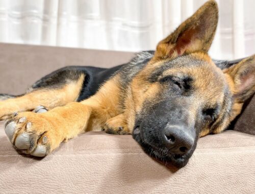 Sleeping German Shepherd Puppy is the Cutest Thing Ever!