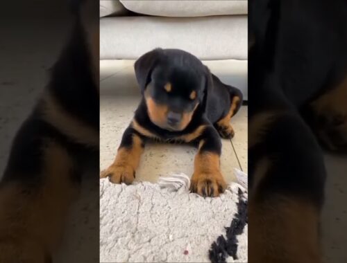 cute puppy rotdweiler -#funnypetvideo