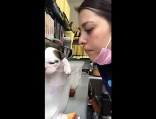 Adorable Puppy Tries to Throw a Punch