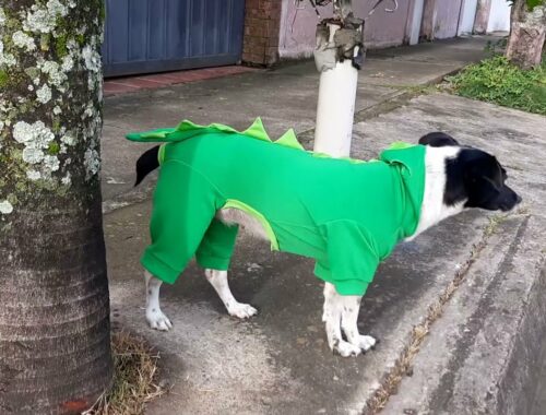 cute puppy in dinosaur costume